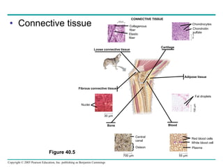 Connective tissue Collagenous fiber Elastic fiber Chondrocytes Chondroitin sulfate Loose connective tissue Fibrous connective tissue 100  µm 100 µm Nuclei 30 µm Bone Blood Central canal Osteon 700 µm 55 µm Red blood cells White blood cell Plasma Cartilage Adipose tissue Fat droplets 150 µm CONNECTIVE TISSUE Figure 40.5 