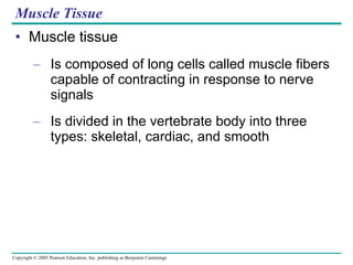 Muscle Tissue Muscle tissue Is composed of long cells called muscle fibers capable of contracting in response to nerve signals Is divided in the vertebrate body into three types: skeletal, cardiac, and smooth 
