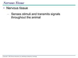 Nervous Tissue Nervous tissue Senses stimuli and transmits signals throughout the animal 