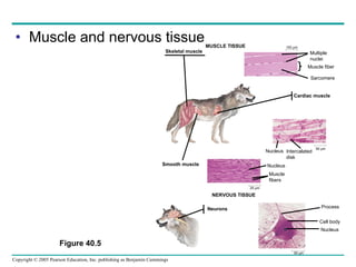 Muscle and nervous tissue MUSCLE TISSUE Skeletal muscle 100 µm Multiple nuclei Muscle fiber Sarcomere Cardiac muscle Nucleus Intercalated disk 50 µm Smooth muscle Nucleus Muscle fibers 25 µm NERVOUS TISSUE Neurons Process Cell body Nucleus 50 µm Figure 40.5 