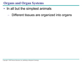 Organs and Organ Systems In all but the simplest animals Different tissues are organized into organs 