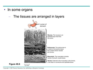 In some organs The tissues are arranged in layers Figure 40.6 Lumen of stomach Mucosa.  The mucosa is an epithelial layer that lines the lumen. Submucosa.  The submucosa is a matrix of connective tissue that contains blood vessels and nerves. Muscularis.  The muscularis consists mainly of smooth muscle tissue. 0.2 mm Serosa.  External to the muscularis is the serosa, a thin layer of connective and epithelial tissue. 