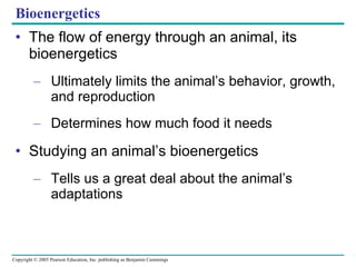 The flow of energy through an animal, its bioenergetics Ultimately limits the animal’s behavior, growth, and reproduction Determines how much food it needs Studying an animal’s bioenergetics Tells us a great deal about the animal’s adaptations Bioenergetics 