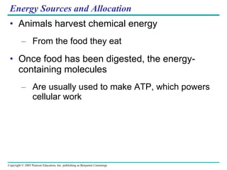 Energy Sources and Allocation Animals harvest chemical energy From the food they eat Once food has been digested, the energy-containing molecules  Are usually used to make ATP, which powers cellular work 