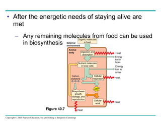 After the energetic needs of staying alive are met Any remaining molecules from food can be used in biosynthesis Figure 40.7 Organic molecules in food Digestion and absorption Nutrient molecules in body cells Cellular respiration Biosynthesis: growth, storage, and reproduction Cellular work Heat Energy lost in feces Energy lost in urine Heat Heat External environment Animal body Heat Carbon skeletons ATP 
