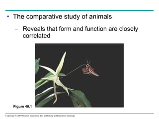 The comparative study of animals Reveals that form and function are closely correlated Figure 40.1 
