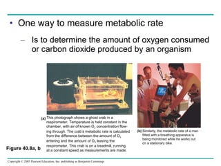 One way to measure metabolic rate Is to determine the amount of oxygen consumed or carbon dioxide produced by an organism Figure 40.8a, b This photograph shows a ghost crab in a respirometer. Temperature is held constant in the chamber, with air of known O 2  concentration flow- ing through. The crab’s metabolic rate is calculated from the difference between the amount of O 2 entering and the amount of O 2  leaving the respirometer. This crab is on a treadmill, running at a constant speed as measurements are made. (a) (b)  Similarly, the metabolic rate of a man fitted with a breathing apparatus is being monitored while he works out on a stationary bike. 