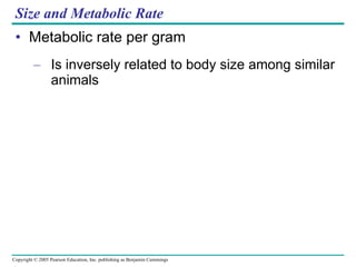 Size and Metabolic Rate Metabolic rate per gram Is inversely related to body size among similar animals 