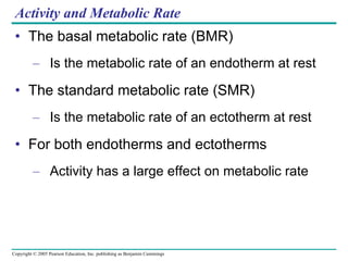 The basal metabolic rate (BMR) Is the metabolic rate of an endotherm at rest The standard metabolic rate (SMR) Is the metabolic rate of an ectotherm at rest For both endotherms and ectotherms Activity has a large effect on metabolic rate Activity and Metabolic Rate 