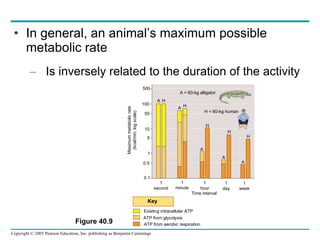 In general, an animal’s maximum possible metabolic rate Is inversely related to the duration of the activity Figure 40.9 Maximum metabolic rate (kcal/min; log scale) 500 100 50 10 5 1 0.5 0.1 A H A H A A A H H H A = 60-kg alligator H = 60-kg human 1 second 1 minute 1 hour Time interval 1 day 1 week Key Existing intracellular ATP ATP from glycolysis ATP from aerobic respiration 
