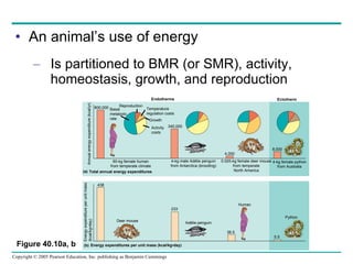An animal’s use of energy Is partitioned to BMR (or SMR), activity, homeostasis, growth, and reproduction Figure 40.10a, b Endotherms Ectotherm Annual energy expenditure (kcal/yr) 800,000 Basal metabolic rate Reproduction Temperature regulation costs Growth Activity costs 60-kg female human from temperate climate Total annual energy expenditures   (a) 340,000 4-kg male Adélie penguin from Antarctica (brooding) 4,000 0.025-kg female deer mouse from temperate North America 8,000 4-kg female python from Australia Energy expenditure per unit mass  (kcal/kg•day) 438 Deer mouse 233 Adélie penguin 36.5 Human 5.5 Python Energy expenditures per unit mass (kcal/kg•day) (b) 