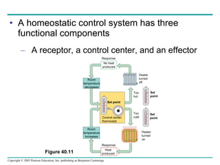 A homeostatic control system has three functional components A receptor, a control center, and an effector Figure 40.11 Response No heat produced Room temperature decreases Heater turned off Set point Too hot Set point Control center: thermostat Room temperature increases Heater turned on Too cold Response Heat produced Set point 