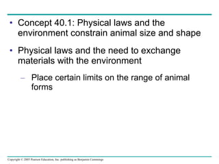 Concept 40.1: Physical laws and the environment constrain animal size and shape Physical laws and the need to exchange materials with the environment Place certain limits on the range of animal forms 
