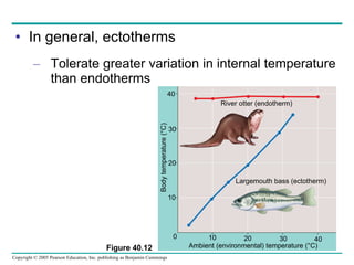 In general, ectotherms Tolerate greater variation in internal temperature than endotherms Figure 40.12 River otter (endotherm) Largemouth bass (ectotherm) Ambient (environmental) temperature (°C) Body temperature (°C) 40 30 20 10 10 20 30 40 0 