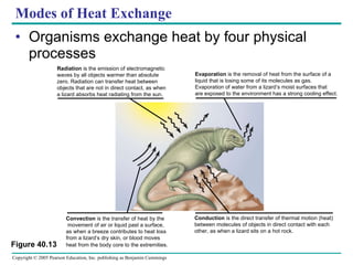 Modes of Heat Exchange Organisms exchange heat by four physical processes Figure 40.13 Radiation  is the emission of electromagnetic  waves by all objects warmer than absolute  zero. Radiation can transfer heat between  objects that are not in direct contact, as when  a lizard absorbs heat radiating from the sun. Evaporation  is the removal of heat from the surface of a liquid that is losing some of its molecules as gas.  Evaporation of water from a lizard’s moist surfaces that  are exposed to the environment has a strong cooling effect. Convection  is the transfer of heat by the movement of air or liquid past a surface,  as when a breeze contributes to heat loss  from a lizard’s dry skin, or blood moves  heat from the body core to the extremities . Conduction  is the direct transfer of thermal motion (heat)  between molecules of objects in direct contact with each  other, as when a lizard sits on a hot rock. 