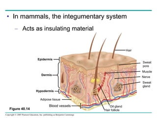 In mammals, the integumentary system Acts as insulating material Hair Sweat pore Muscle Nerve Sweat gland Oil gland Hair follicle Blood vessels Adipose tissue Hypodermis Dermis Epidermis Figure 40.14 