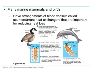 Many marine mammals and birds Have arrangements of blood vessels called countercurrent heat exchangers that are important for reducing heat loss Figure 40.15 1 3 In the flippers of a dolphin, each artery is surrounded by several veins in a countercurrent arrangement, allowing efficient heat exchange between arterial and venous blood. Canada goose Artery Vein 35°C Blood flow Vein Artery 30º 20º 10º 33° 27º 18º 9º Pacific bottlenose dolphin 2 1 3 2 3 Arteries carrying warm blood down the legs of a goose or the flippers of a dolphin are in close contact with veins conveying cool blood in the opposite direction, back toward the trunk of the body. This arrangement facilitates heat transfer from arteries to veins (black arrows) along the entire length of the blood vessels. 1 Near the end of the leg or flipper, where arterial blood has been cooled to far below  the animal’s core temperature, the artery  can still transfer heat to the even colder blood of an adjacent vein. The venous blood continues to absorb heat as it passes warmer  and warmer arterial blood traveling in the  opposite direction.  2 As the venous blood approaches the  center of the body, it is almost as warm  as the body core, minimizing the heat lost  as a result of supplying blood to body parts immersed in cold water. 3 