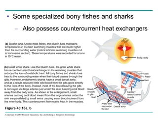 Some specialized bony fishes and sharks Also possess countercurrent heat exchangers Figure 40.16a, b (a)  Bluefin tuna. Unlike most fishes, the bluefin tuna maintains temperatures in its main swimming muscles that are much higher than the surrounding water (colors indicate swimming muscles cut in transverse section). These temperatures were recorded for a tuna in 19°C water.  (b)  Great white shark. Like the bluefin tuna, the great white shark has a countercurrent heat exchanger in its swimming muscles that reduces the loss of metabolic heat. All bony fishes and sharks lose heat to the surrounding water when their blood passes through the gills. However, endothermic sharks have a small dorsal aorta,  and as a result, relatively little cold blood from the gills goes directly  to the core of the body. Instead, most of the blood leaving the gills is conveyed via large arteries just under the skin, keeping cool blood away from the body core. As shown in the enlargement, small arteries carrying cool blood inward from the large arteries under the skin are paralleled by small veins carrying warm blood outward from the inner body. This countercurrent flow retains heat in the muscles. 21º 25º 23º 27º 29º 31º Body cavity Skin Artery Vein Capillary network within muscle Dorsal aorta Artery and vein under the skin Heart Blood vessels in gills 