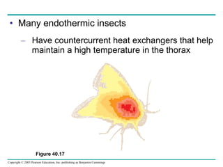 Many endothermic insects Have countercurrent heat exchangers that help maintain a high temperature in the thorax Figure 40.17 