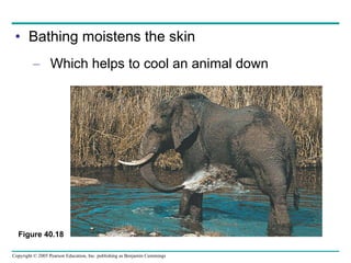 Bathing moistens the skin Which helps to cool an animal down Figure 40.18 