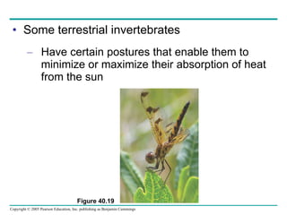 Some terrestrial invertebrates Have certain postures that enable them to minimize or maximize their absorption of heat from the sun Figure 40.19 