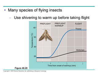Many species of flying insects Use shivering to warm up before taking flight Figure 40.20 PREFLIGHT PREFLIGHT WARMUP FLIGHT Thorax Abdomen Temperature (°C) Time from onset of warmup (min) 40 35 30 25 0 2 4 