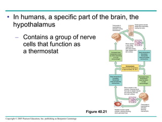In humans, a specific part of the brain, the hypothalamus Contains a group of nerve  cells that function as  a thermostat Figure 40.21 Thermostat in hypothalamus activates cooling mechanisms. Sweat glands secrete  sweat that evaporates,  cooling the body. Blood vessels in skin dilate: capillaries fill with warm blood; heat radiates from skin surface. Body temperature decreases; thermostat shuts off cooling mechanisms. Increased body temperature (such as when exercising or in hot surroundings) Homeostasis: Internal body temperature of approximately 36–38  C Body temperature increases; thermostat shuts off warming mechanisms. Decreased body temperature (such as when in cold surroundings) Blood vessels in skin constrict, diverting blood from skin to deeper tissues and reducing heat loss from skin surface. Skeletal muscles rapidly contract, causing shivering, which generates heat. Thermostat in hypothalamus activates warming mechanisms. 