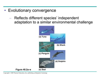 Evolutionary convergence Reflects different species’ independent adaptation to a similar environmental challenge Figure 40.2a–e (a) Tuna (b) Shark (c) Penguin (d) Dolphin (e) Seal 