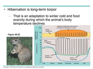 Hibernation is long-term torpor That is an adaptation to winter cold and food scarcity during which the animal’s body temperature declines Additional metabolism that would be necessary to stay active in winter Actual metabolism Body temperature Arousals Outside temperature Burrow temperature June August October December February April Temperature (°C) Metabolic rate (kcal per day) 200 100 0 35 30 25 20 15 10 5 0 -5 -10 -15 Figure 40.22 
