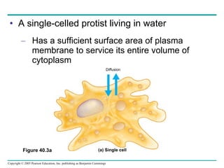 A single-celled protist living in water Has a sufficient surface area of plasma membrane to service its entire volume of cytoplasm Figure 40.3a Diffusion (a) Single cell 
