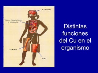 Distintas funciones del Cu en el organismo 
