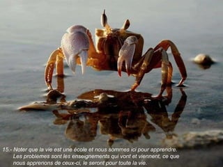 15.-  Noter que la vie est une école et nous sommes ici pour apprendre. Les problèmes sont les enseignements qui vont et viennent, ce que nous apprenons de ceux-ci, le seront pour toute la vie . 