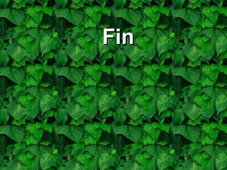 Fin 