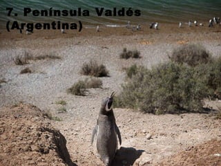 7. Península Valdés (Argentina)   