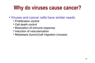 Viruses and cancer cells have similar needs Proliferation control Cell death control Modulation of immune response Induction of vascularization Metastasis (tumor)/cell migration (viruses) Why do viruses cause cancer? 