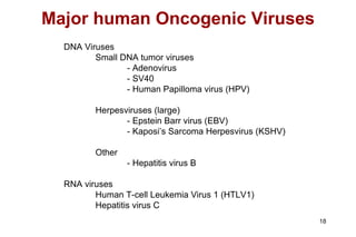 Major human Oncogenic Viruses DNA Viruses Small DNA tumor viruses - Adenovirus - SV40 - Human Papilloma virus (HPV) Herpesviruses (large) - Epstein Barr virus (EBV) - Kaposi’s Sarcoma Herpesvirus (KSHV) Other - Hepatitis virus B RNA viruses Human T-cell Leukemia Virus 1 (HTLV1) Hepatitis virus C 