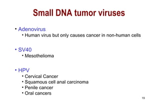 Adenovirus Human virus but only causes cancer in non-human cells SV40 Mesothelioma HPV Cervical Cancer Squamous cell anal carcinoma Penile cancer Oral cancers Small DNA tumor viruses 