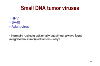 HPV SV40 Adenovirus Normally replicate episomally but almost always found integrated in associated tumors - why? Small DNA tumor viruses 