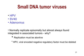 HPV SV40 Adenovirus Normally replicate episomally but almost always found integrated in associated tumors - why? Replication must be abortive HPV, viral encoded negative regulatory factor must be deleted   Small DNA tumor viruses 