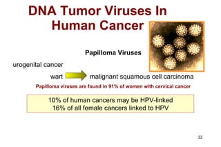 DNA Tumor Viruses In Human Cancer 10% of human cancers may be HPV-linked 16% of all female cancers linked to HPV Papilloma Viruses urogenital cancer wart  malignant squamous cell carcinoma Papilloma viruses are found in 91% of women with cervical cancer 