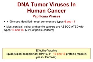DNA Tumor Viruses In Human Cancer Papilloma Viruses >100 types identified - most common are types  6 and 11 Most cervical, vulvar and penile cancers are ASSOCIATED with types  16 and 18   (70% of penile cancers) Effective Vaccine (quadrivalent recombinant HPV 6, 11,  16 and 18  proteins made in yeast - Gardasil)  