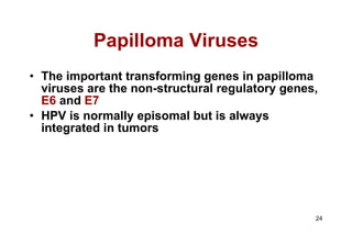 Papilloma Viruses The important transforming genes in papilloma viruses are the non-structural regulatory genes,  E6  and  E7 HPV is normally episomal but is always integrated in tumors 