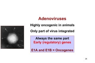 Adenoviruses Highly oncogenic in animals Only part of virus integrated Always the same part Early (regulatory) genes E1A and E1B = Oncogenes 