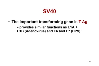 SV40 The important transforming gene is  T Ag -  provides similar functions as E1A +  E1B (Adenovirus) and E6 and E7 (HPV) 
