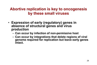 Abortive replication is key to oncogenesis by these small viruses Expression of early (regulatory) genes in absence of structural genes and virus production Can occur by infection of non-permissive host Can occur by integrations that delete regions of viral genome required for replication but leave early genes intact. 
