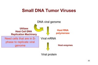 Need cells that are in S-phase to replicate viral genome Host enzymes Small DNA Tumor Viruses DNA viral genome Host RNA polymerase Viral mRNA Viral protein Utilizes Host Cell DNA  Replication Machinery 