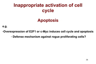 Inappropriate activation of cell cycle Apoptosis e.g.  Overexpression of E2F1 or c-Myc induces cell cycle and apoptosis Defense mechanism against rogue proliferating cells? 