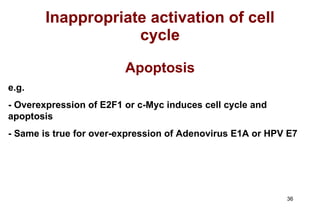 Inappropriate activation of cell cycle Apoptosis e.g.  - Overexpression of E2F1 or c-Myc induces cell cycle and apoptosis - Same is true for over-expression of Adenovirus E1A or HPV E7 