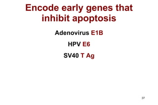 Encode early genes that inhibit apoptosis Adenovirus  E1B HPV  E6 SV40  T Ag 