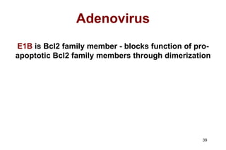 Adenovirus E1B  is Bcl2 family member - blocks function of pro-apoptotic Bcl2 family members through dimerization 